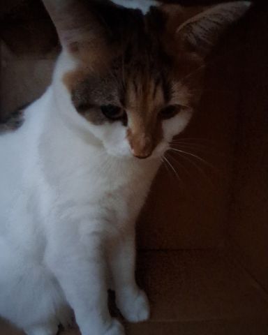 Cute Calico maincoon named Callie
