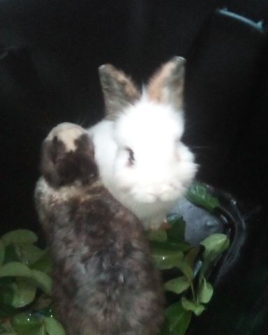 Cute rabbit named stormy and Lola bunny