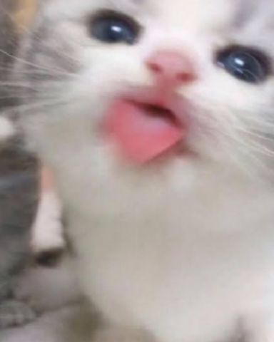 Cute cat named Shelter cats