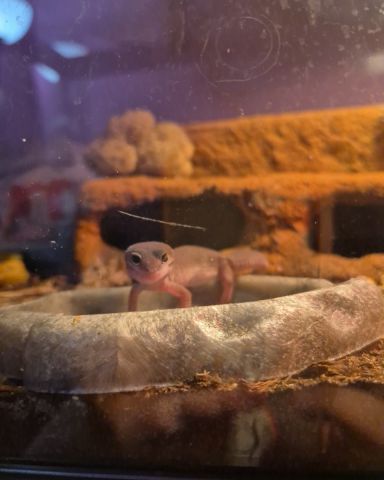 Cute blizzard lepord gecko named crystal
