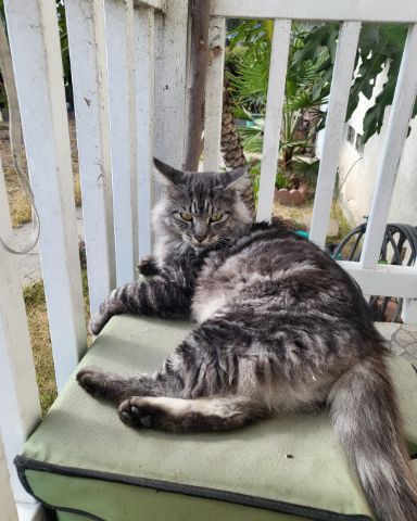Cute cat named Yeti Freddie