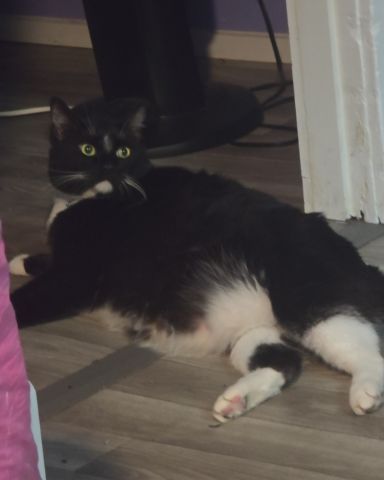 Cute Tuxedo cat named Mr.Pickles