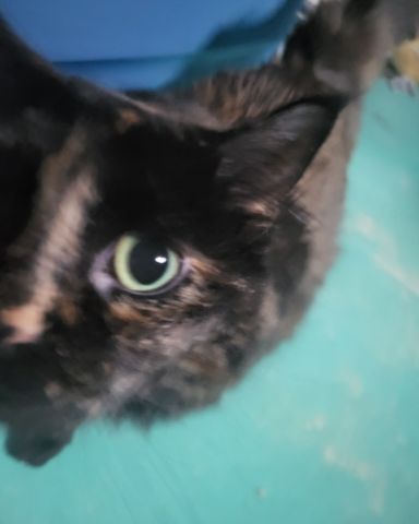 Cute calico named skeleton