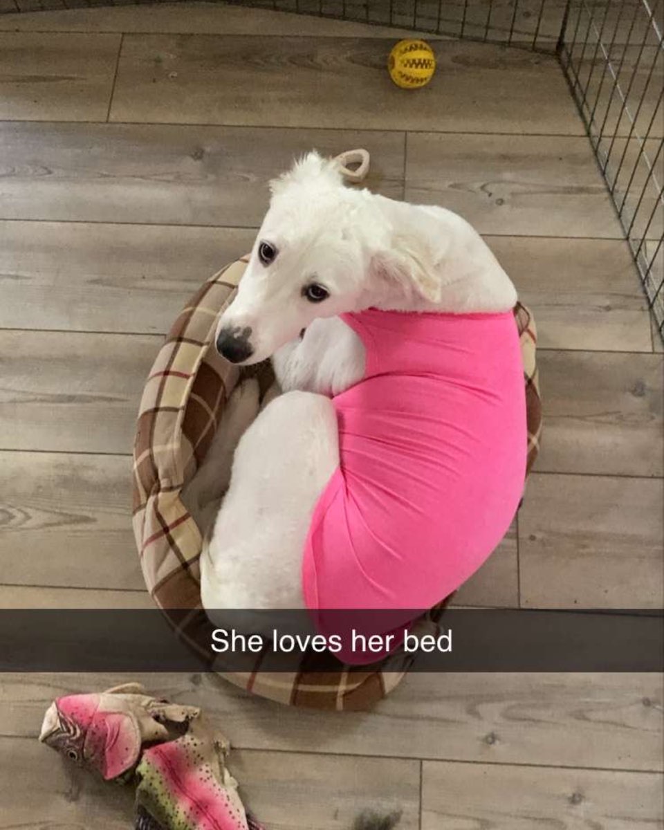 Cute German Shepherd Golden Retriever named Emma