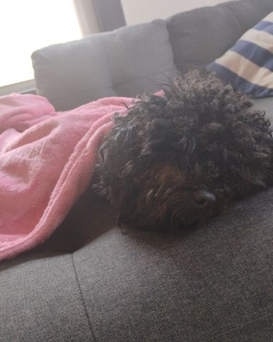 Cute black poodle named Brownie