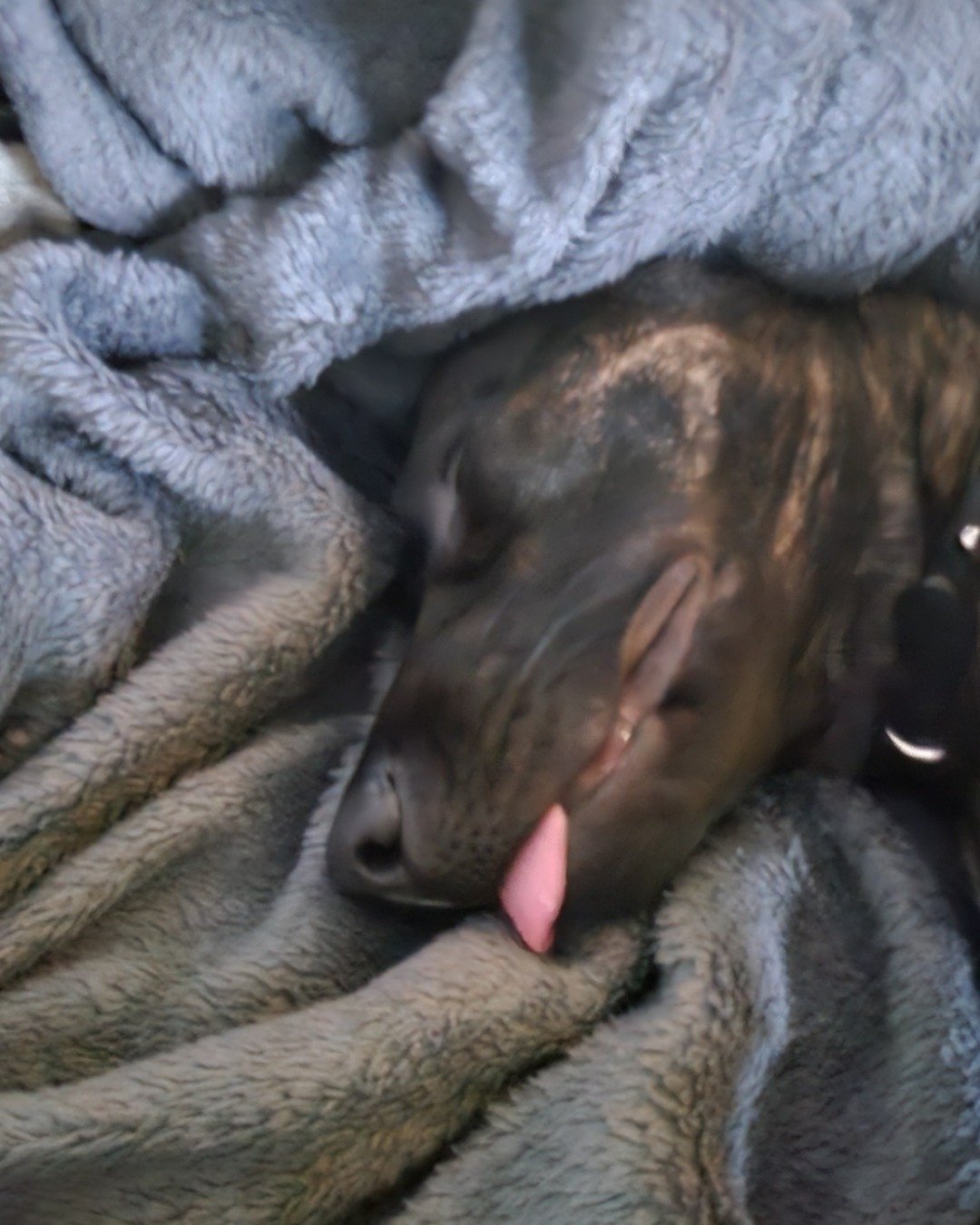Cute German Shepherd Pit Boxer mix named Luna Aurora