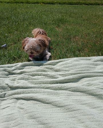 Cute dog named Elsa