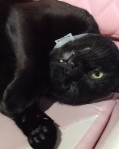 Cute cat named Void