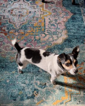 Cute Chihuahua terrier mix named Daisy