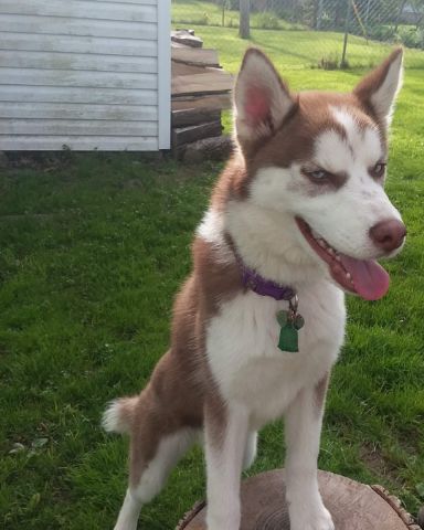 Cute Siberian Husky named Hela Bella