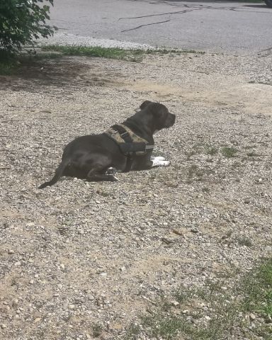 Cute dog named Austin boi