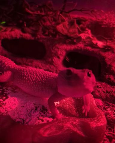 Cute blizzard lepord gecko named crystal