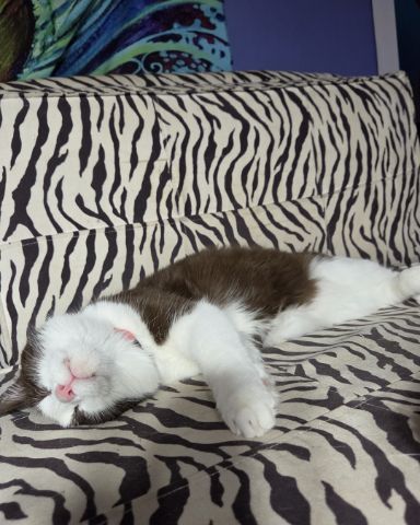 Cute cat named Jersey