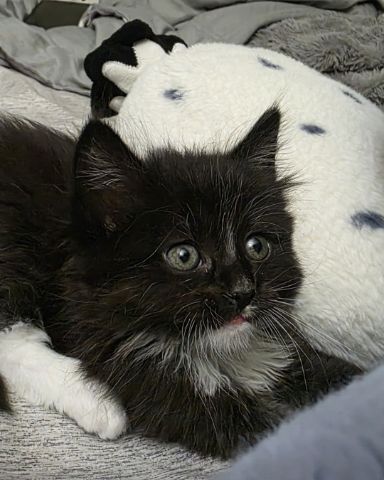 Cute cat named Andy
