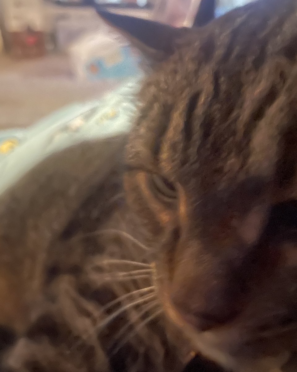 Cute cat named ReyRey