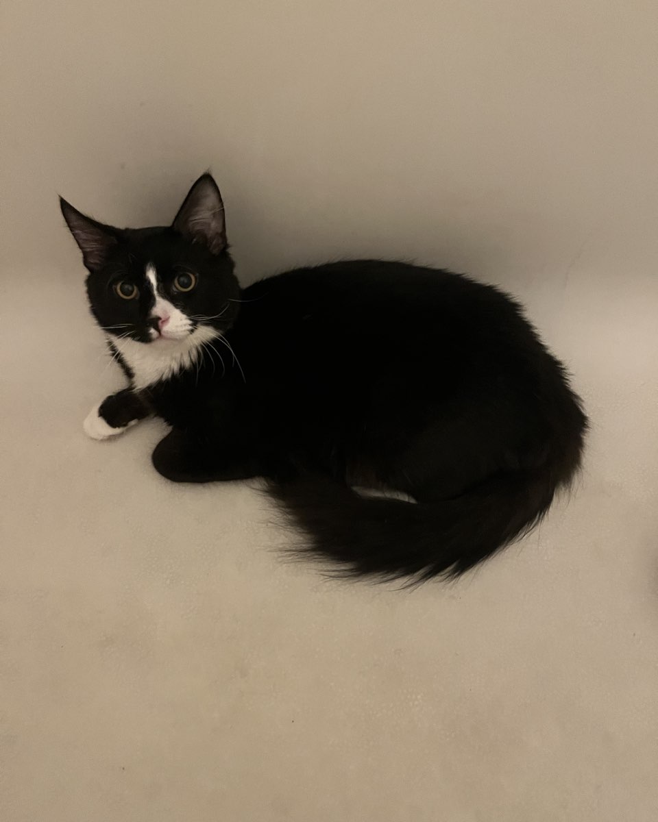 Cute cat named Oliver Bean