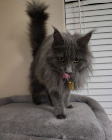Cute idk named maleficent
