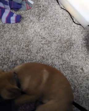 Cute Bull massif German shepherd mix named Thor da goober