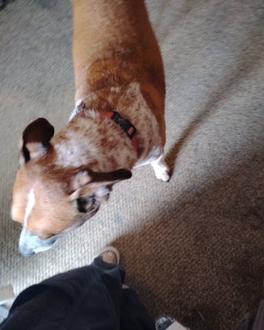 Cute Red heeler named Turbo