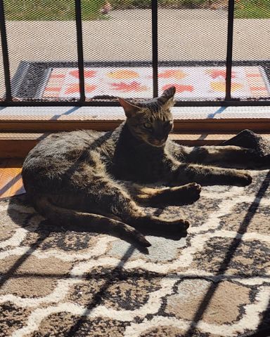 Cute Savannah named Mona