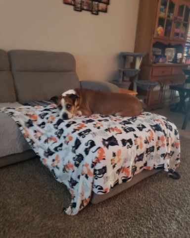 Cute dog named Mando