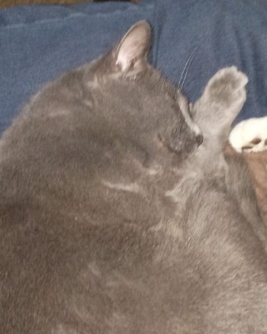 Cute taby named Fizzy