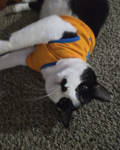 Cute Tuxedo named Skeleton