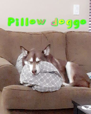 Cute Siberian Husky named Nala