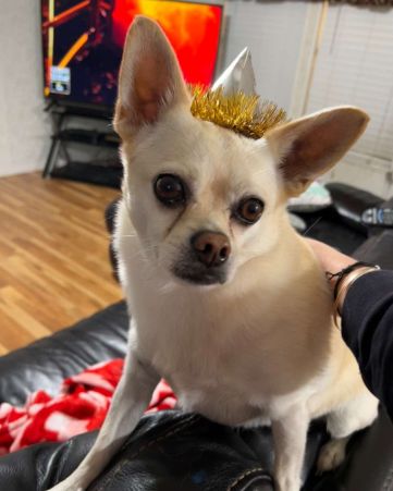 Cute Chihuahua/Pom named Oscar