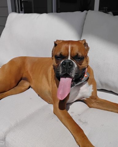 Cute Boxer named Niya