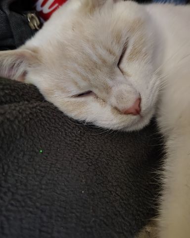 Cute fire cat named Mr Bing Bing!