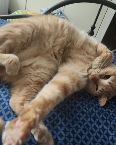 Cute Orange Floof named Harley