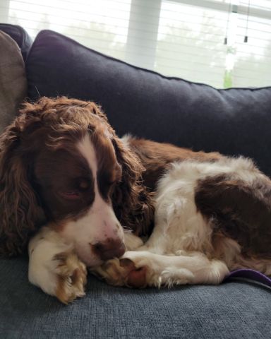 Cute English Springer Spaniel named Sparky