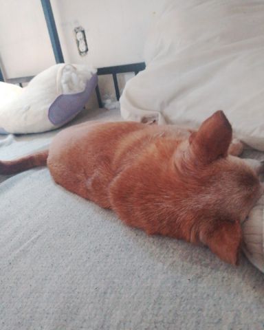 Cute Chihuahua named Taco