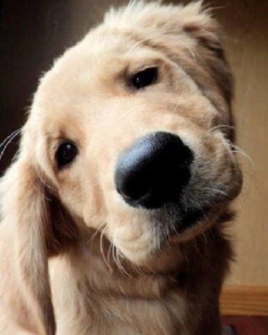 Cute dog named shelter Dogs