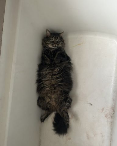 Cute Main coon named Bartholomew the first