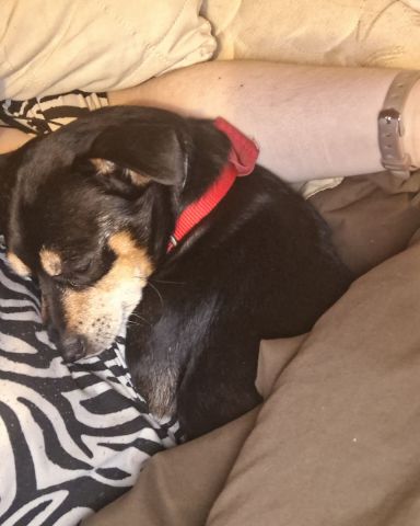 Cute Miniature pinscher named Turbo