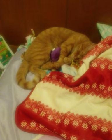 Cute tabby named Tiger