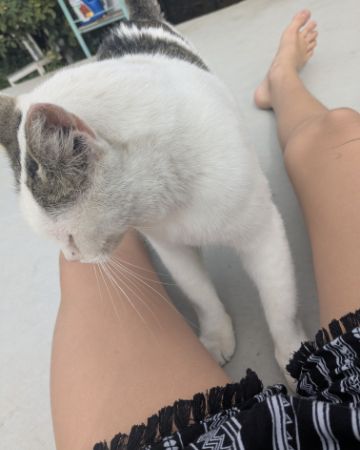 Cute ragdoll named Merlin