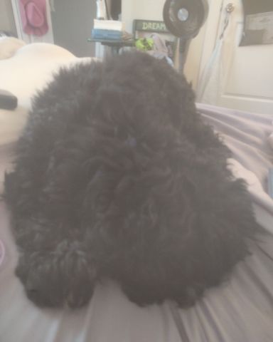 Cute cocker spaniel named hank