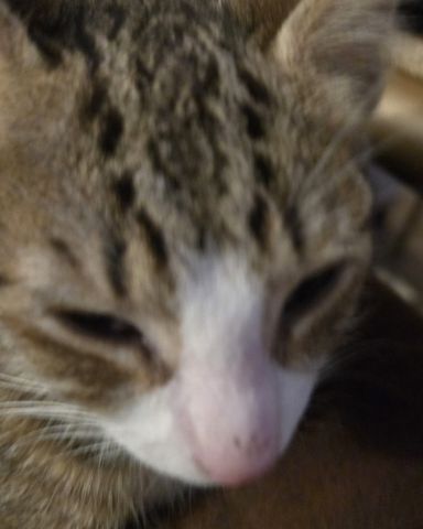 Cute cat named ✨️Zombie ✨️