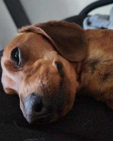 Cute Miniature Dachshund named Odin