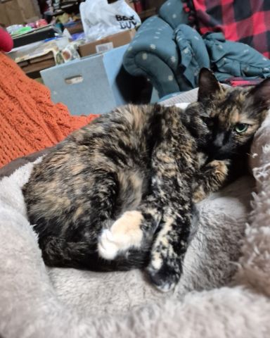Cute cat named Zeros