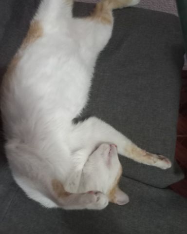 Cute cat named Mango