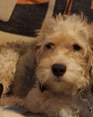 Cute beagle, poodle mix named Scruffie