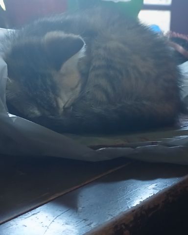 Cute tabby named willow