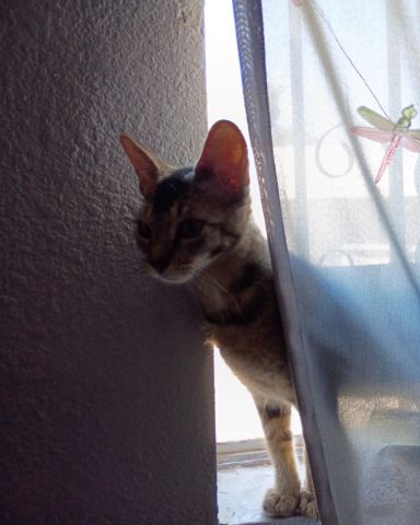 Cute Tabby named Biscuit