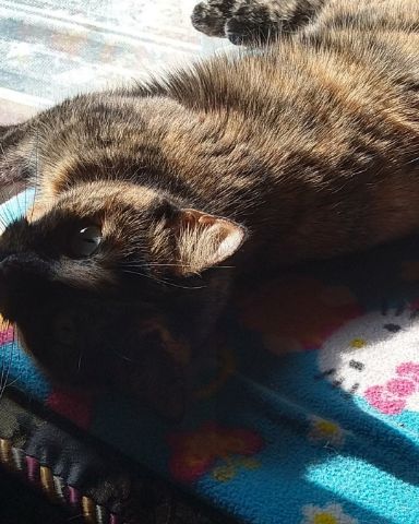 Cute cat named Gizmo