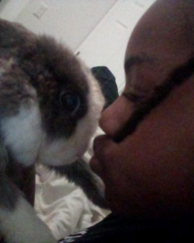 Cute Dutch dwarf rabbit named stormy