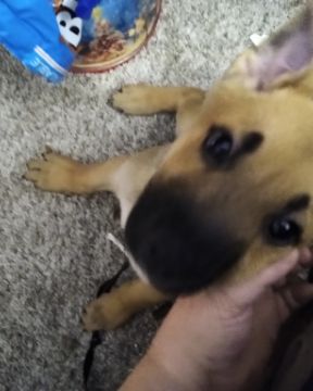 Cute Bull massif German shepherd mix named Thor da goober